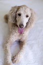 Frontal vertical view of beautiful young beige standard poodle with mouth open