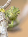 Frontal view African chameleon on stick Royalty Free Stock Photo