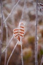 Autumn orange, red and brown leaf of mountain ash in hoarfrost. Brown autumn blurred background. White frost on thin edges