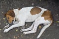 Sleeping poor dog Royalty Free Stock Photo