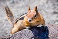 Frontal view of cute chipmunk, Lassen Volcanic Park National Park, Northern California