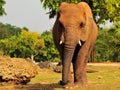 Frontal View of an Elephant (Horizontal)