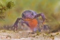 Frontal View of a Female Alpine Newt Royalty Free Stock Photo