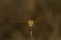 Frontal view of female red-veined darter dragon fly - Sympetrum fonscolombii Royalty Free Stock Photo