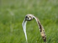 Frontal view of flying Short-eared Owl Royalty Free Stock Photo