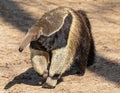 Frontal view of a Giant anteater Royalty Free Stock Photo