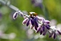 Frontal view of a Green Bug sitting on a violet blooming blossom Royalty Free Stock Photo