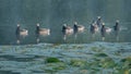 Frontal view on group of barnacle geese on the lake