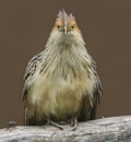 Frontal view of a Guira cuckoo