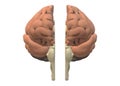 Frontal view of a human brain dissected split into two equal halves Royalty Free Stock Photo