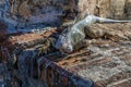 A frontal view of an iguana on the battlements of the Castle of San Cristobal, San Juan, Puerto Rico