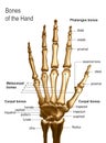 Frontal view image of bones the of hand with anotations. Royalty Free Stock Photo