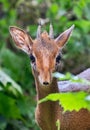 Frontal view of a Kirk`s dik-dik