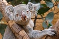 Frontal view of a koala Royalty Free Stock Photo