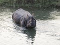 Frontal view of large fierce-looking male one-horned rhinoceros