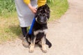 Frontal view of large four-month old german shepherd puppy held still by female owner Royalty Free Stock Photo