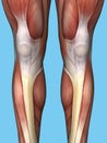 Frontal View Leg Anatomy Royalty Free Stock Photo