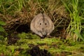 Lemming staring forward Royalty Free Stock Photo