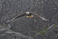 Bald Eagle in flight Royalty Free Stock Photo