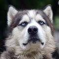 Proud handsome young husky dog with head in profile sitting in garden