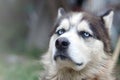 Proud handsome young husky dog with head in profile sitting in garden