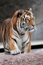 Frontal view of a Siberian tiger (Panthera tigris altaica) Royalty Free Stock Photo
