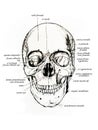 Frontal view of skull and skull bones names