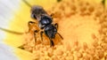 Frontal view of a tiny Lasioglossum dark metallic sweat bee pollinating a white daisy flower Royalty Free Stock Photo