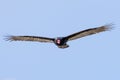 Frontal view of turkey vulture Cathartes aura flying on a blue sky background, California Royalty Free Stock Photo