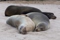 Frontal view of two Galapagos sea lions seen lying close on beach with other darker animal in soft focus background