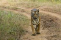 Frontal View Wild Bengal Tigress on a Path Royalty Free Stock Photo