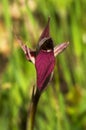 Frontal view of wild Tongue Orchid - Serapias lingua