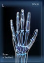 Frontal view x ray of bones the of hand.