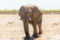 Frontal view of young bull elephant walking from a waterhole after splashing itself during a hot sunny morning Royalty Free Stock Photo