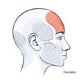 Frontalis female facial muscles detailed anatomy vector illustration Royalty Free Stock Photo
