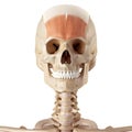 The frontalis Royalty Free Stock Photo