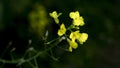 Frontlight Yellow Rape Flowers Dark Background Royalty Free Stock Photo