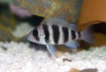 Frontosa Cichlid Royalty Free Stock Photo