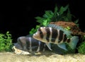 FRONTOSA CICHLID cyphotilapia frontosa, ADULTS