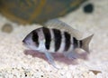 Frontosa Cichlid (Cyphotilapia Frontosa) Royalty Free Stock Photo