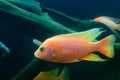 Frontosa cichlid fish, Cyphotilapia frontosa