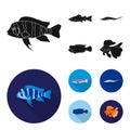 Frontosa, cichlid, phractocephalus hemioliopterus.Fish set collection icons in black, flat style vector symbol stock