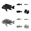 Frontosa, cichlid, phractocephalus hemioliopterus.Fish set collection icons in black,monochrome style vector symbol