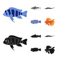 Frontosa, cichlid, phractocephalus hemioliopterus.Fish set collection icons in cartoon,black style vector symbol stock