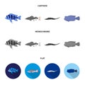Frontosa, cichlid, phractocephalus hemioliopterus.Fish set collection icons in cartoon,flat,monochrome style vector