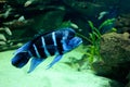 Frontosa cyphotilapia fish Royalty Free Stock Photo