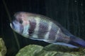 Frontosa Cyphotilapia frontosa. Royalty Free Stock Photo