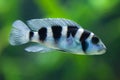 Frontosa Cyphotilapia frontosa. Juvenile fish. Royalty Free Stock Photo