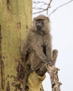 Frontview of an adult baboon sitting in an Acai Tree