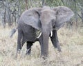 Frontview of adult elephant with tusks feeding on grass Royalty Free Stock Photo